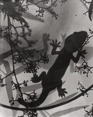 Lot 4217, Auction  113, Landauer, Lou, Photogram of gecko and plants