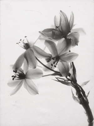 Lot 4220, Auction  113, Landauer, Lou, Photogram of lily plant