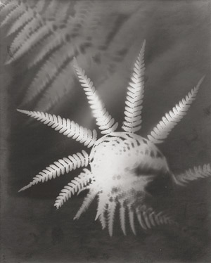 Lot 4279, Auction  113, Photograms, Photograms of plants and flowers