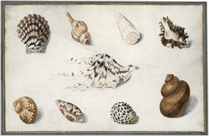 Lot 6252, Auction  113, Niederländisch, 18. Jh. Studienblatt mit Muscheln und Meeresschnecken
