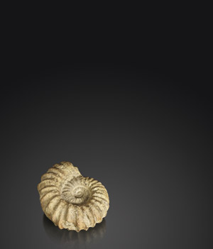 Lot 6254, Auction  113, , Großer Ammonit