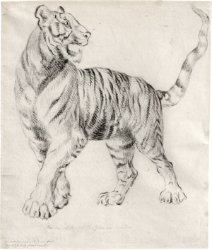 Lot 6373, Auction  113, Tischbein, Johann Heinrich Wilhelm, Nach links schreitender Tiger, den Kopf zurückgewandt