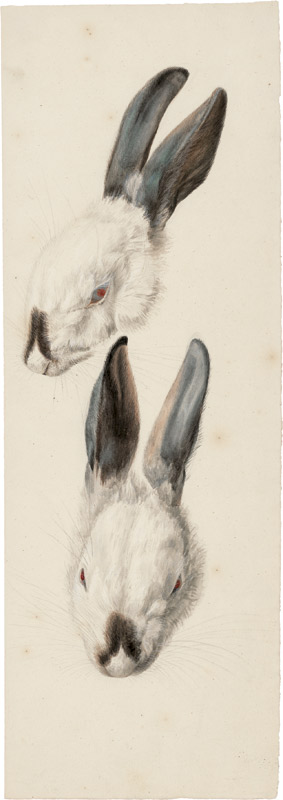 Lot 6389, Auction  113, Blaschek, Franz, Himalaya Kaninchen mit blauschwarzen Ohren