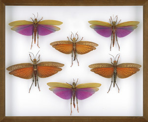 Lot 6405, Auction  113, Insektenkasten, Schaukasten mit sechs Riesenheuschrecken (Orthoptera).