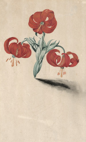 Lot 6659, Auction  113, Deutsch, 17. Jh. Rote Türkenbund-Lilie (lilium martagon)