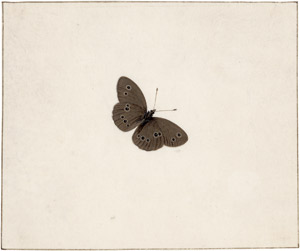 Lot 6703, Auction  113, Niederländisch, 18. Jh. Vier kleine Schmetterlingeund Motten