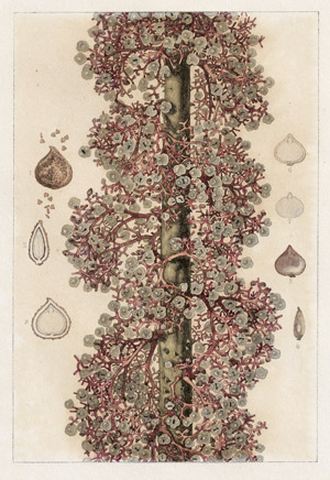 Lot 6828, Auction  113, Deutsch, um 1860. Nesselgewächs (Urera baccifera)