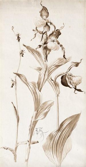 Lot 6889, Auction  113, Steppes, Edmund, Frauenschuh-Orchidee (Cypripedium calceolus)