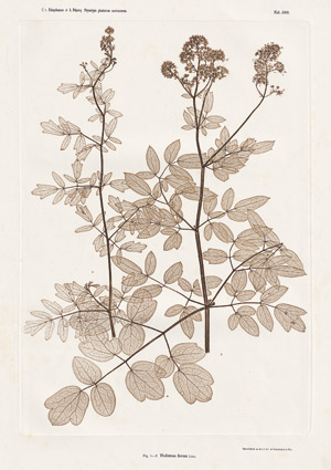 Lot 4039, Auction  114, Nature Printing, Plant studies - Nature Printing