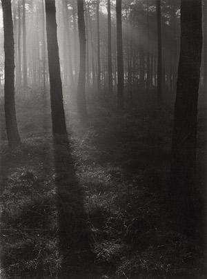Lot 4369, Auction  114, Sudek, Josef, Ray of light in forest