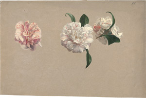Lot 6251, Auction  114, Blaschek, Franz, Drei rosa-weiß geflammte Kamelienblüten