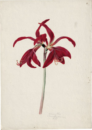 Lot 6260, Auction  114, Blaschek, Franz, Rote Jakobslilie (amaryllis formosissima)
