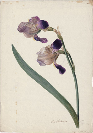 Lot 6265, Auction  114, Blaschek, Franz, Schwertlilie mit zwei Blüten (Iris Sambucina)