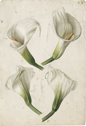 Lot 6266, Auction  114, Blaschek, Franz, Studienblatt mit weißen Calla