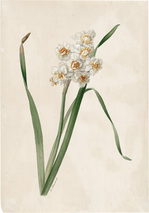Lot 6286, Auction  114, Blaschek, Franz, Narzisse mit gefüllten Blüten in weiß und orange