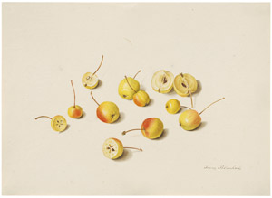 Lot 6287, Auction  114, Blaschek, Franz, Studienblatt mit gelben Zieräpfeln