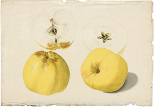 Lot 6288, Auction  114, Blaschek, Franz, Studienblatt mit gelben Äpfeln, zwei davon halbiert
