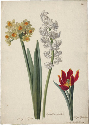 Lot 6292, Auction  114, Blaschek, Franz, Studienblatt mit Narzissen, weißer Hyazinthe und gelb-roter Tulpe
