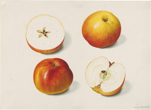 Lot 6295, Auction  114, Blaschek, Franz, Studienblatt mit rot-gelben Äpfeln, davon zwei halbiert