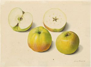 Lot 6296, Auction  114, Blaschek, Franz, Studienblatt mit Äpfeln, davon zwei halbiert