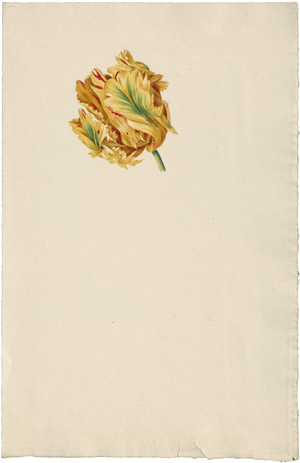 Lot 6299, Auction  114, Blaschek, Franz, Blüte einer gelb-roten Papageientulpe