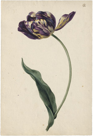 Lot 6300, Auction  114, Blaschek, Franz, Violett-gelb geflammte Tulpe