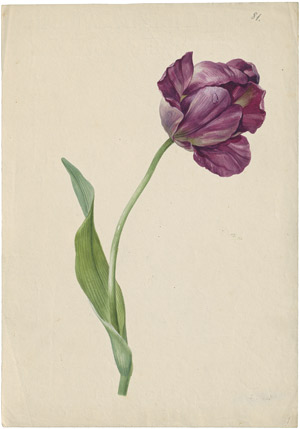 Lot 6301, Auction  114, Blaschek, Franz, Violette Tulpe mit Tautropfen