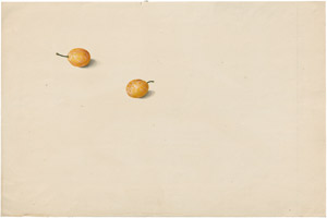 Lot 6304, Auction  114, Blaschek, Franz, Studienblatt mit zwei Mirabellen
