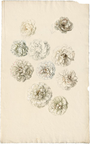 Lot 6305, Auction  114, Blaschek, Franz, Studienblatt mit weißen Rosenblüten