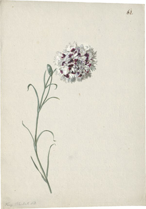 Lot 6309, Auction  114, Blaschek, Franz, Federnelke mit weiß-violett geflammter Blüte