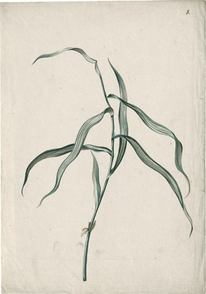 Lot 6310, Auction  114, Blaschek, Franz, Ziergras mit blaugrün weiß gestreiften Blättern