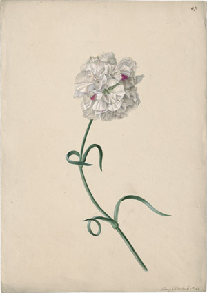 Lot 6311, Auction  114, Blaschek, Franz, Nelke mit weißer Blüte