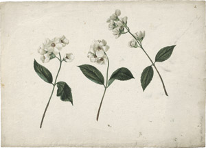 Lot 6313, Auction  114, Blaschek, Franz, Drei Zweige mit Apfelblüten