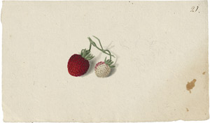 Lot 6317, Auction  114, Blaschek, Franz, Studienblatt mit Erdbeeren