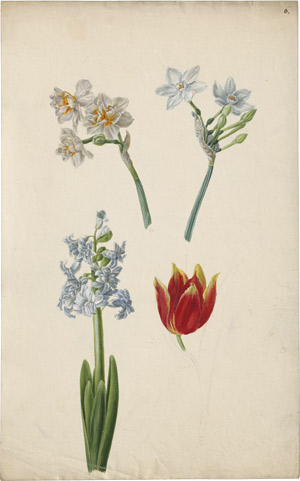 Lot 6318, Auction  114, Blaschek, Franz, Studienblatt mit Hyazinthe, Tulpe und weißen Narzissen