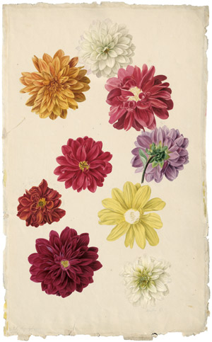 Lot 6324, Auction  114, Blaschek, Franz, Studienblatt mit neun Dahlienblüten