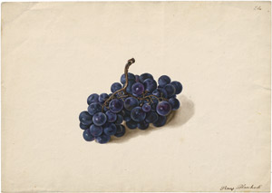 Lot 6340, Auction  114, Blaschek, Franz, Eine Rispe mit blauen Muskattrauben