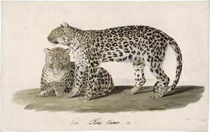 Lot 6682, Auction  114, Bürde, Friedrich Léopold, "Felis Nimr": Zwei arabische Leoparden