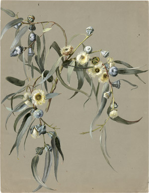 Lot 6753, Auction  114, Niederhäusern, Sophie de, Blühender weißer Eukalyptus (eucalyptus camaldulensis)