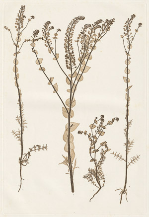 Lot 4042, Auction  115, Nature Printing, Plant studies - Nature Printing