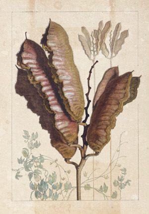 Lot 6371, Auction  115, Deutsch, um 1860. Zwei botanische Studien der südamerikanischen Urwaldfrucht Mucuna urens