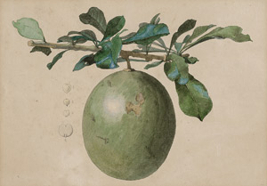 Lot 6375, Auction  115, Deutsch, 1859. Die Frucht des in Südamerika beheimateten Kalebassenbaumes (Crescentia cujete)