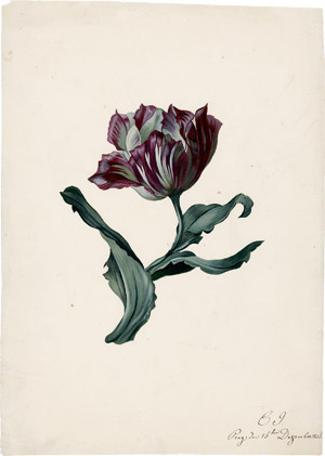 Lot 6779, Auction  115, Deutsch, 1833. Studie einer Tulpe