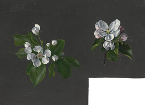 Lot 7235, Auction  115, Libert, Betzy Marie Petrea, Zwei kleine Studien von Apfelblüten