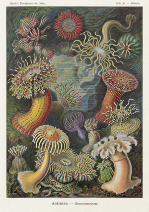 Lot 374, Auction  116, Haeckel, Ernst, Kunstformen der Natur