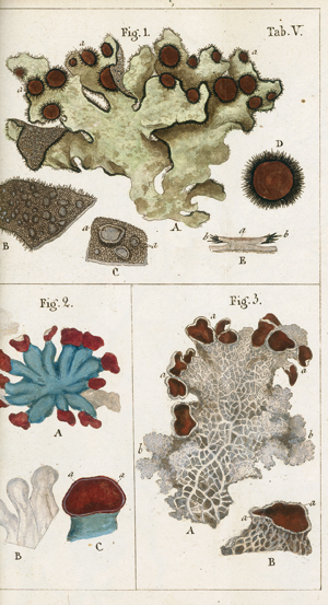 Lot 390, Auction  116, Acharius, Erik, Methodus qua omnes detectos lichenes ... tentavit