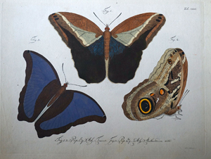 Lot 406, Auction  116, Jablonsky Carl Gustav und Herbst, Johann F. W., Natursystem aller bekannten in- und ausländischen Insecten