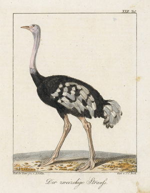 Lot 418, Auction  116, Vogeldarstellungen, Sammlung verschiedener heimischer und exotischer Vögel