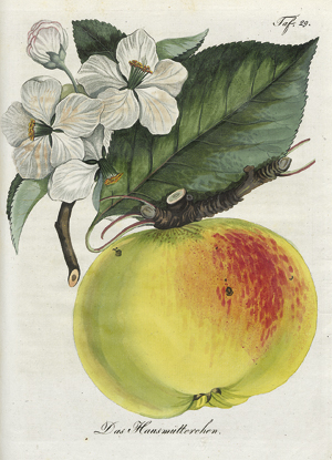 Lot 421, Auction  116, Allgemeines teutsches Garten-Magazin, Zweiter Jahrgang 1805
