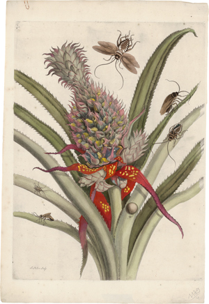 Lot 5630, Auction  116, Mulder, Joseph, Blühende Ananas umgeben von Insekten